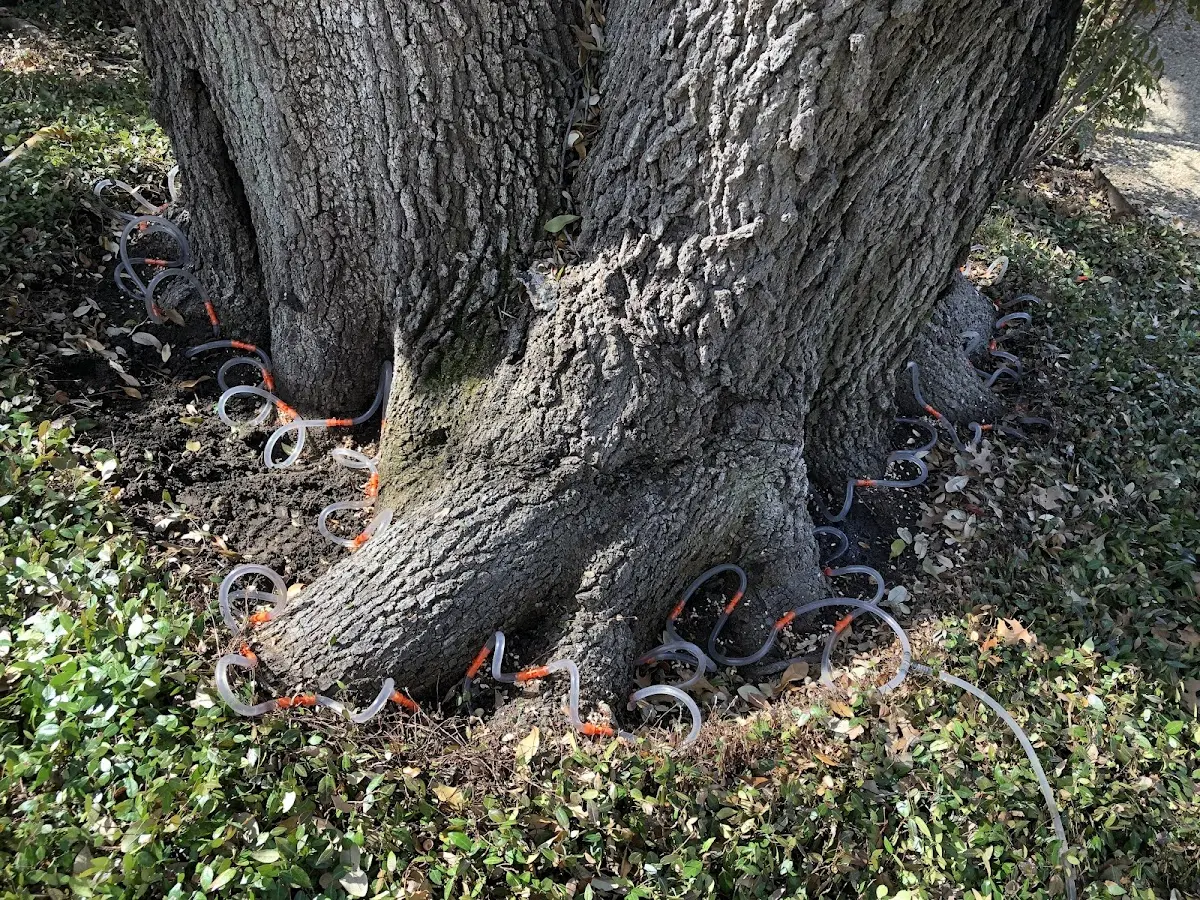 Detailed Shrub and Hedge Trimming job site in Shepherd